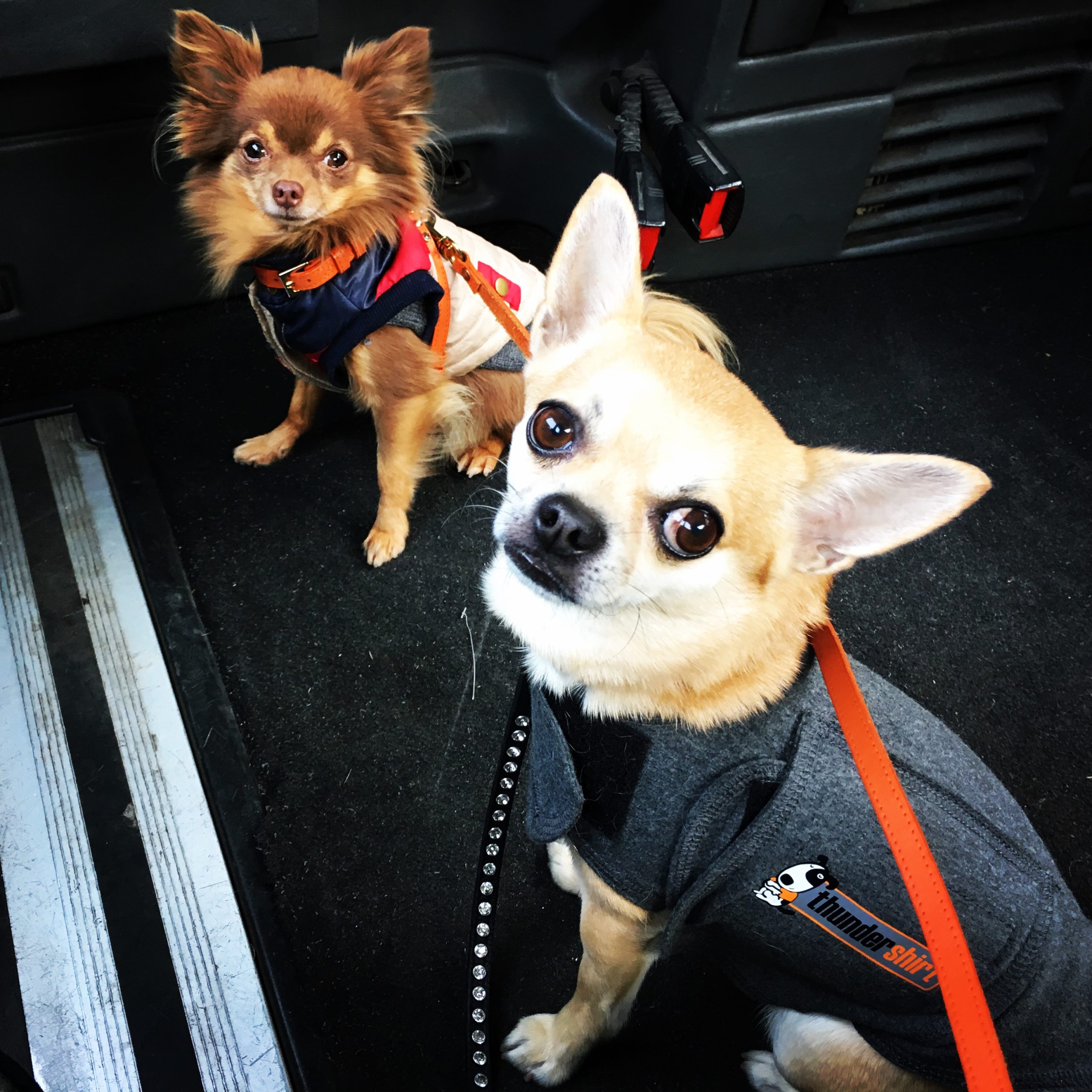 Chilli Chihuahua with his buddy Lucky