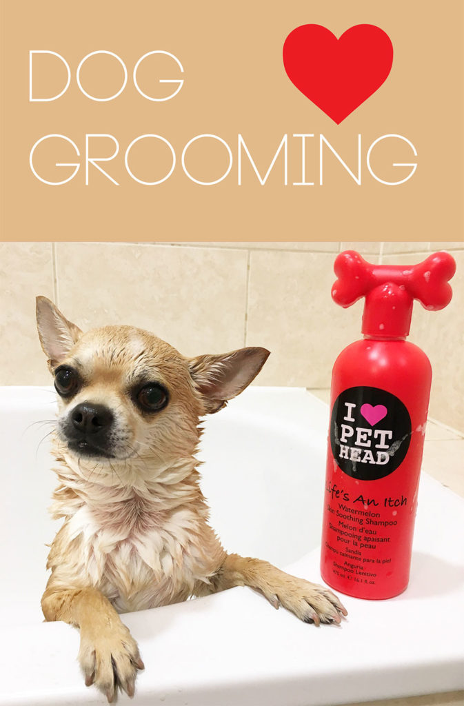 All about dog grooming